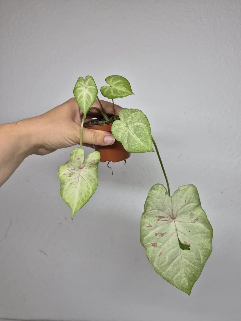Sad Plants