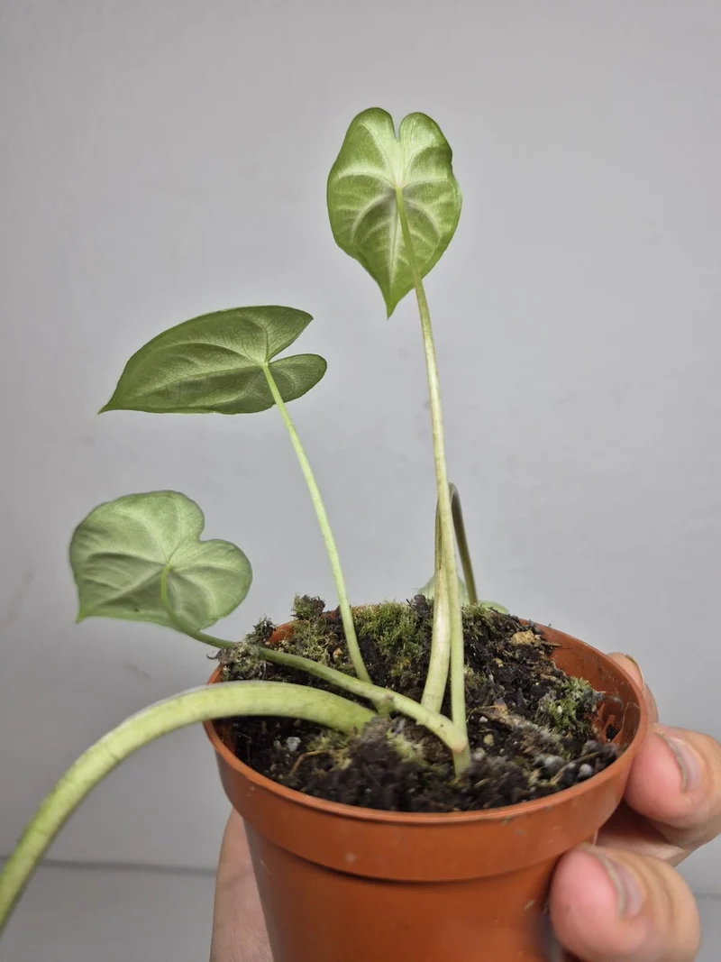 Sad Plants