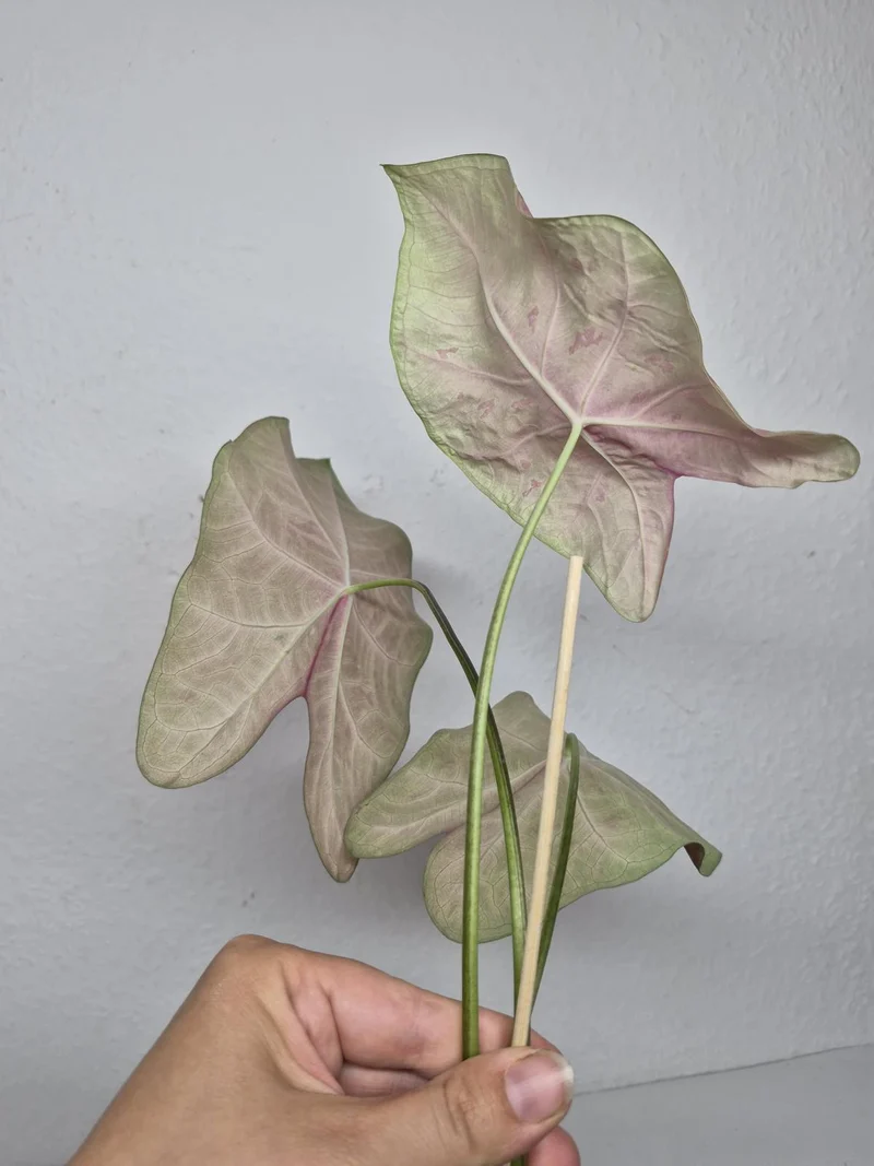 Sad Plants