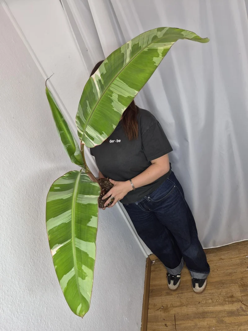 Sad Plants