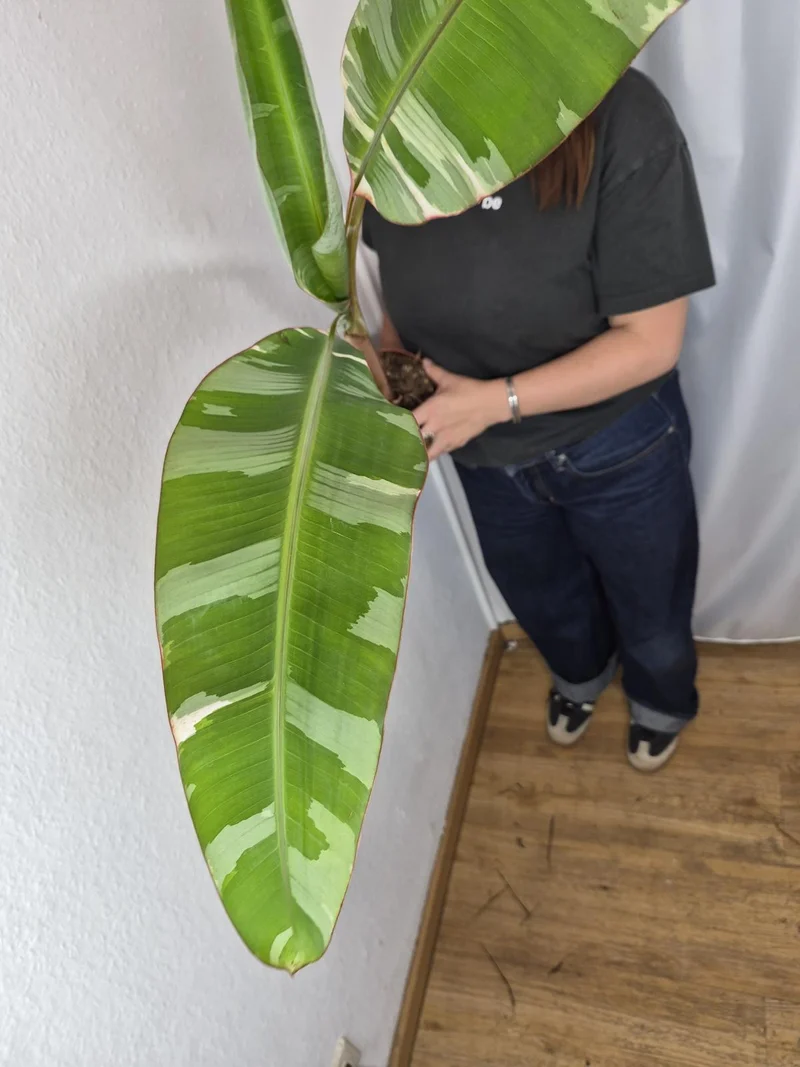 Sad Plants