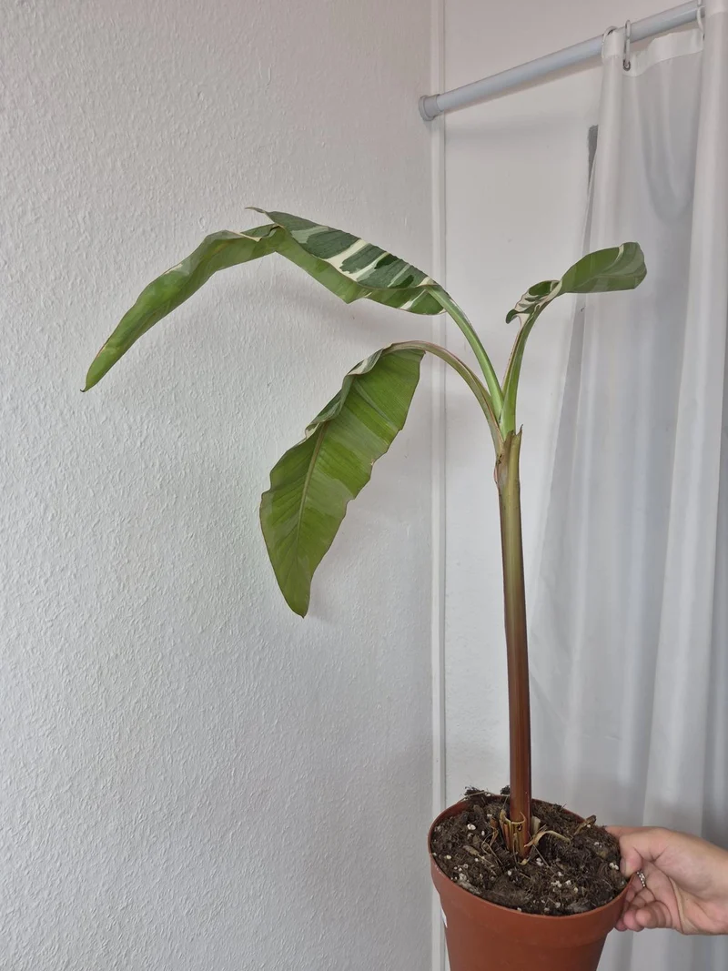 Sad Plants