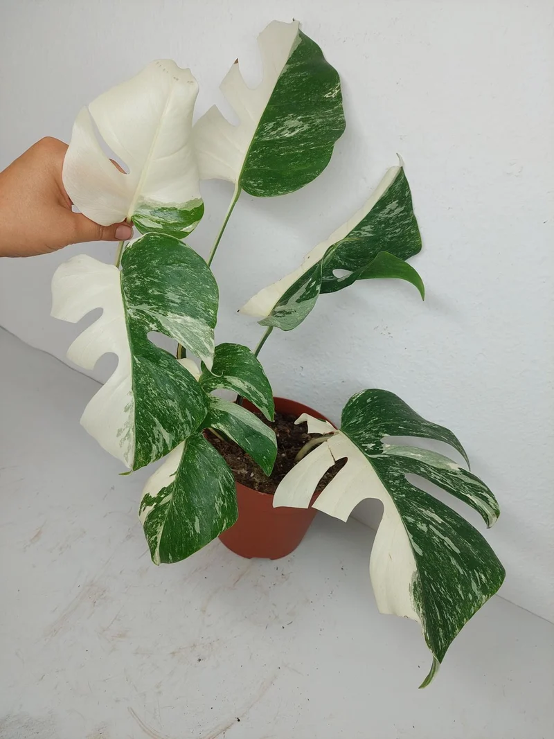 Sad Plants