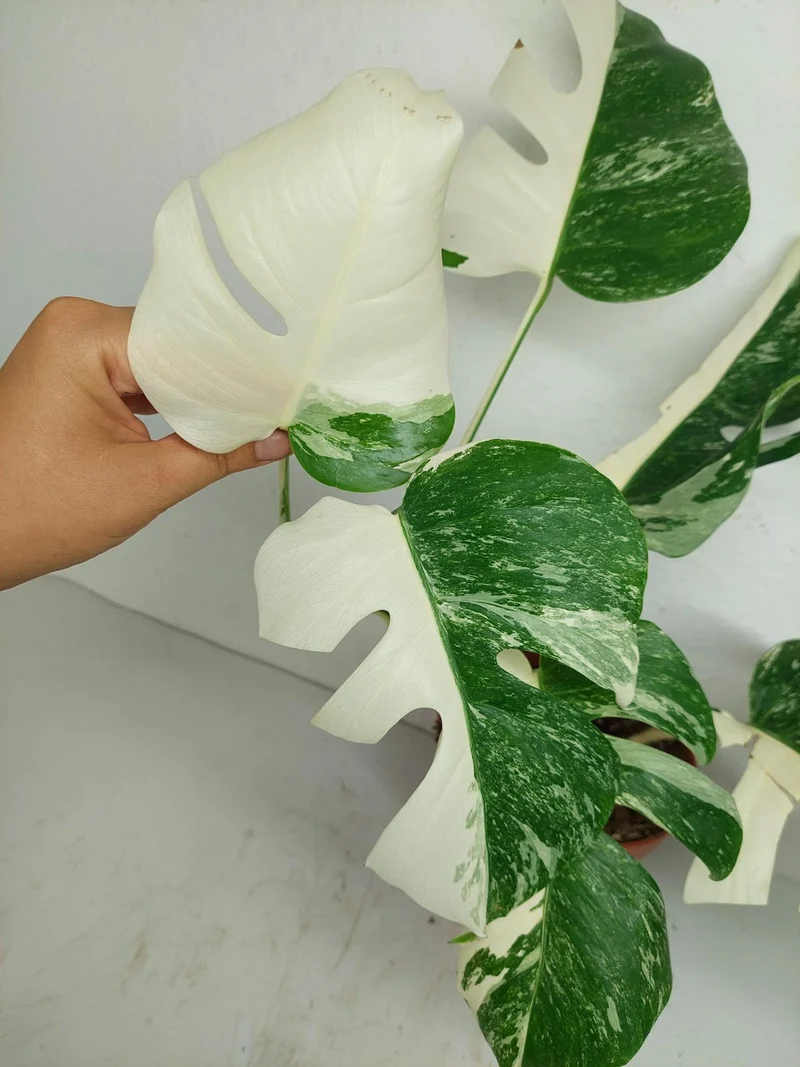 Sad Plants