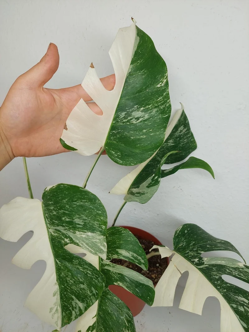 Sad Plants