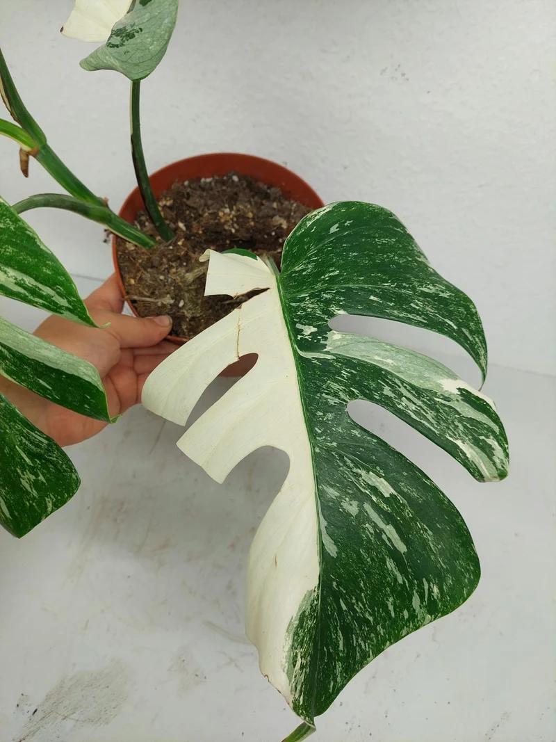 Sad Plants