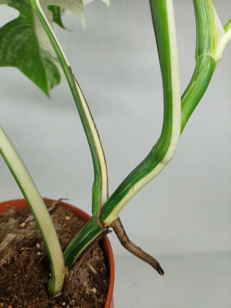 Sad Plants