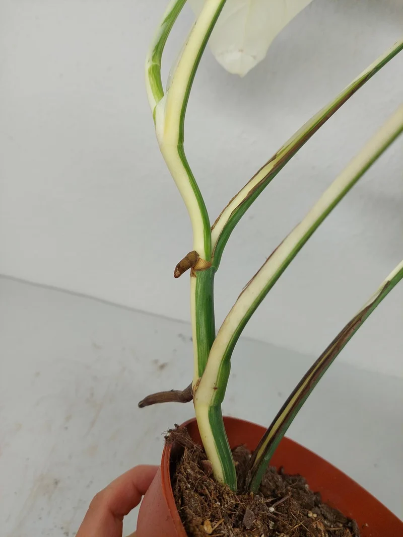 Sad Plants