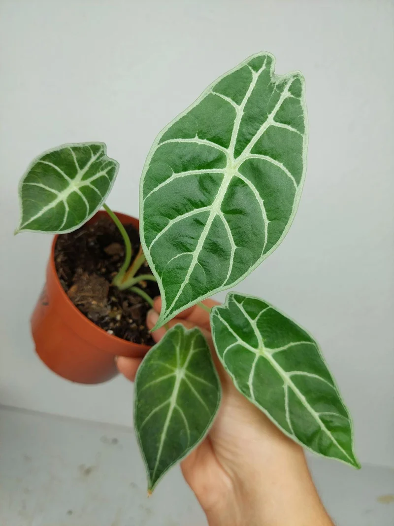 Sad Plants