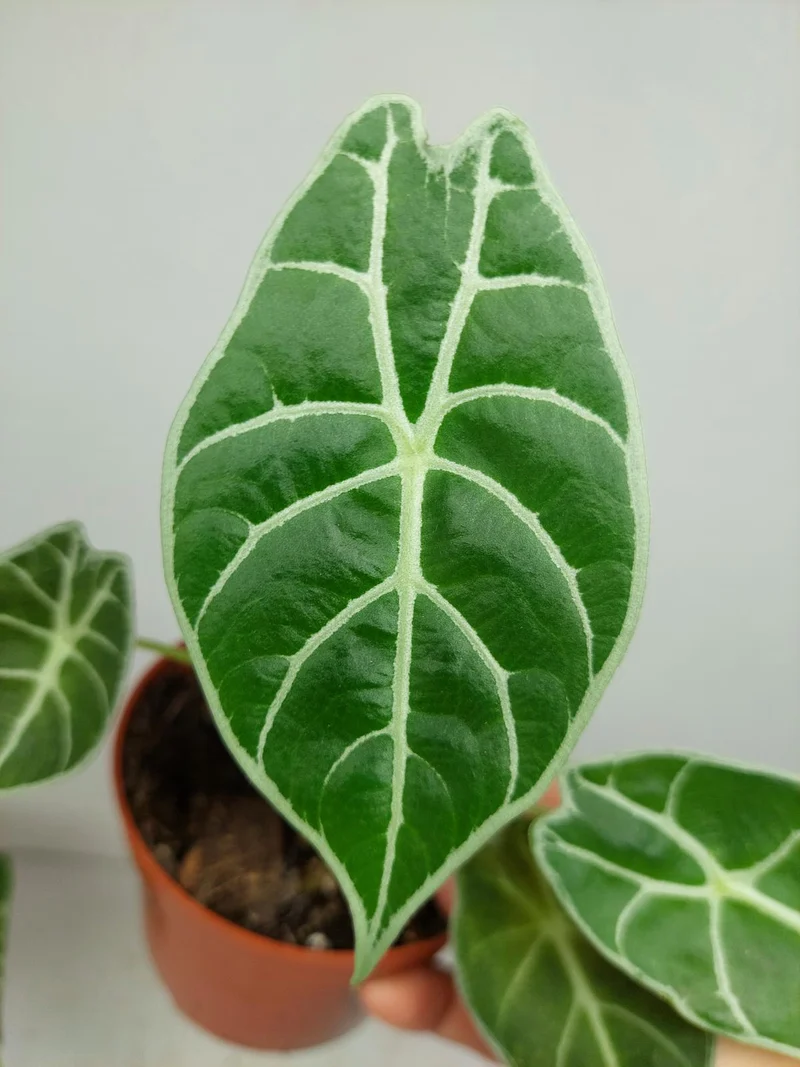 Sad Plants