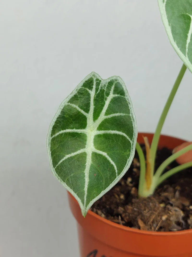 Sad Plants