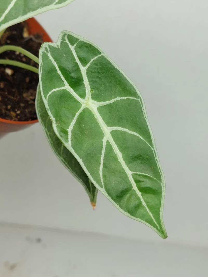 Sad Plants