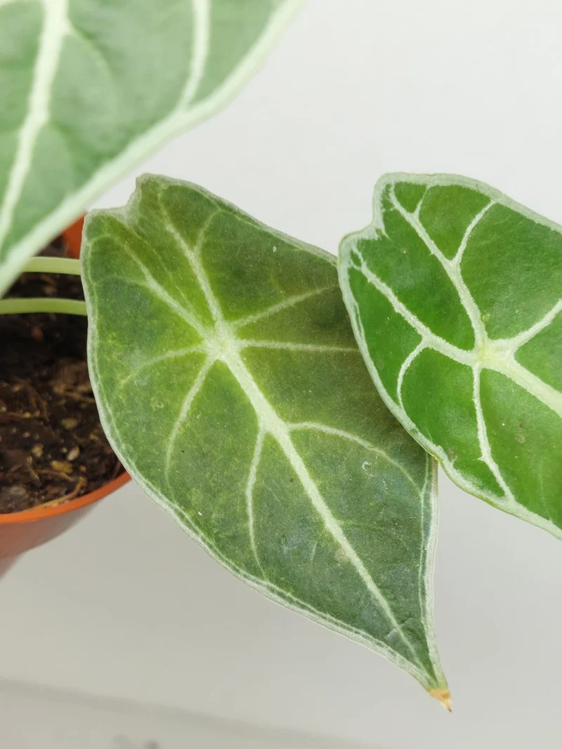 Sad Plants