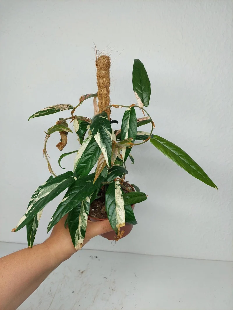 Sad Plants