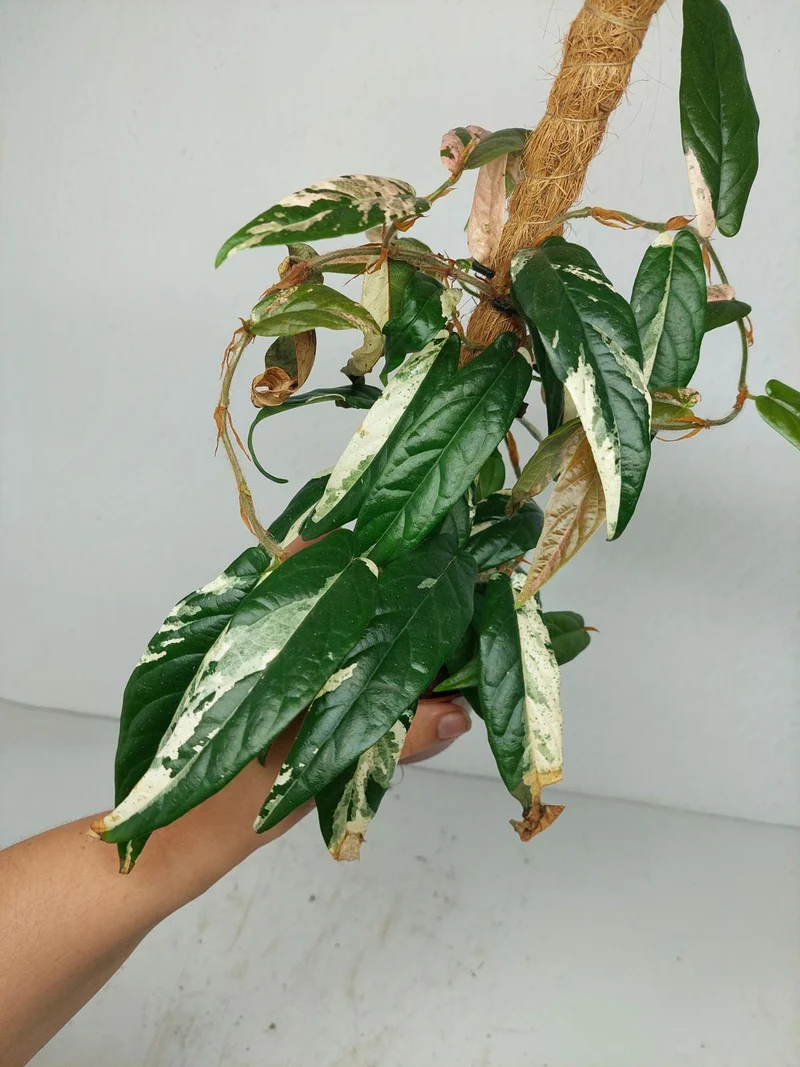 Sad Plants