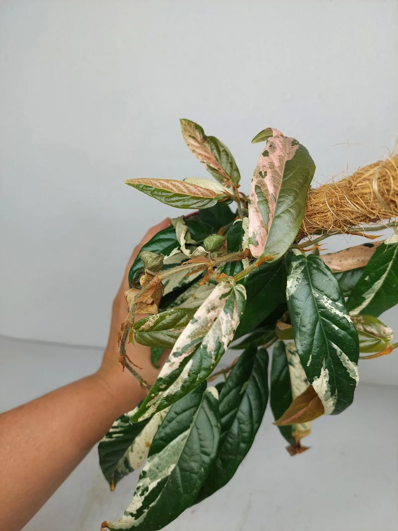 Sad Plants