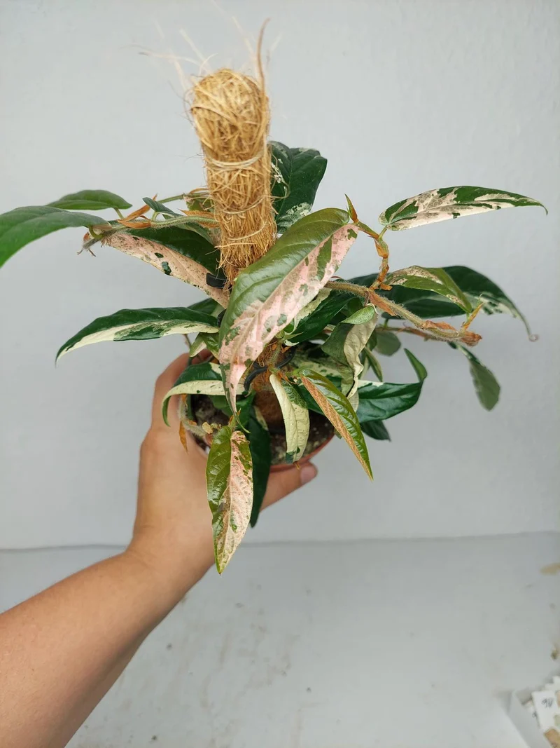 Sad Plants