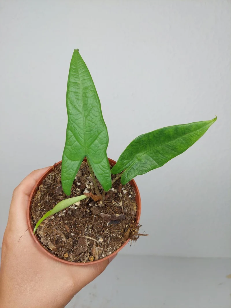 Sad Plants