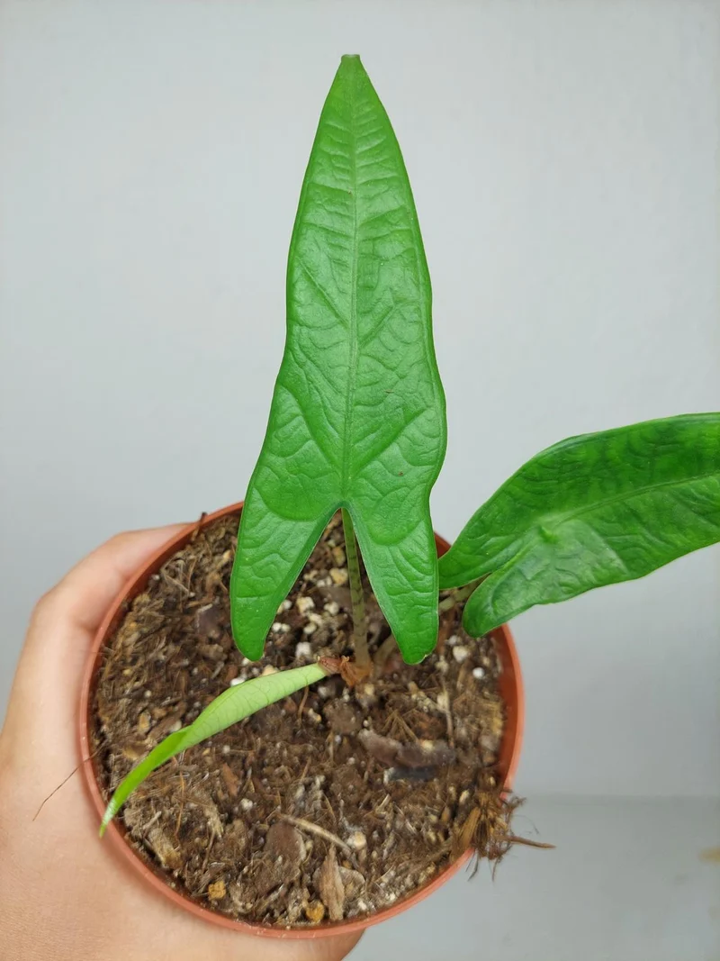 Sad Plants