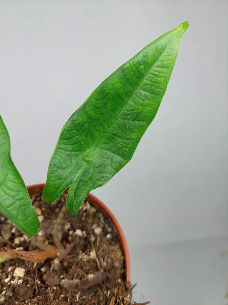 Sad Plants