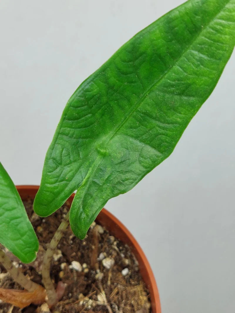 Sad Plants