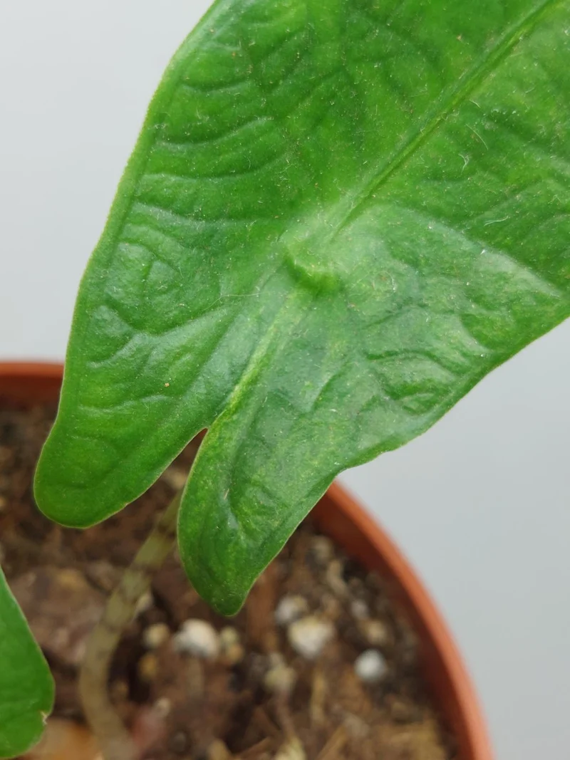 Sad Plants
