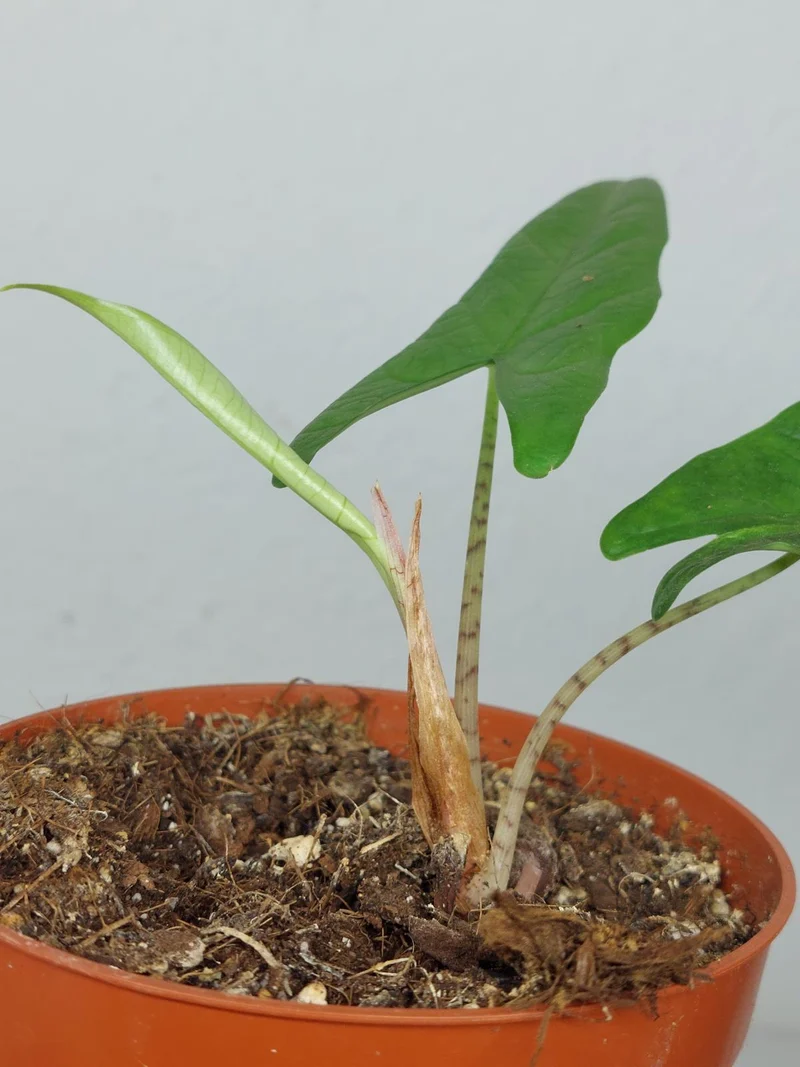 Sad Plants