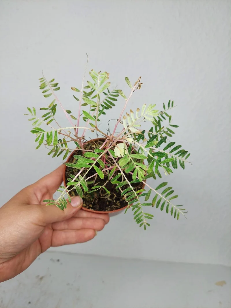Sad Plants