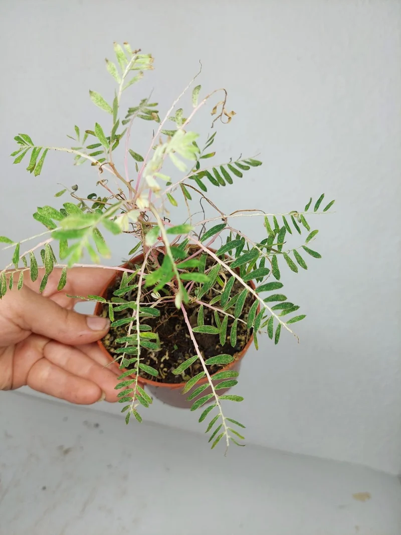 Sad Plants
