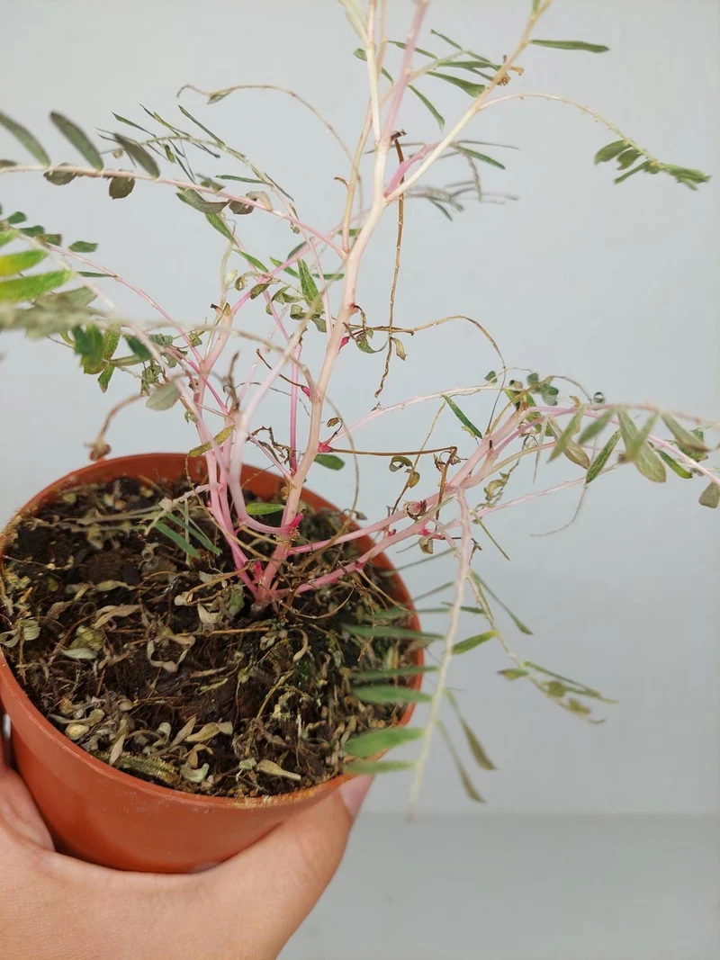 Sad Plants