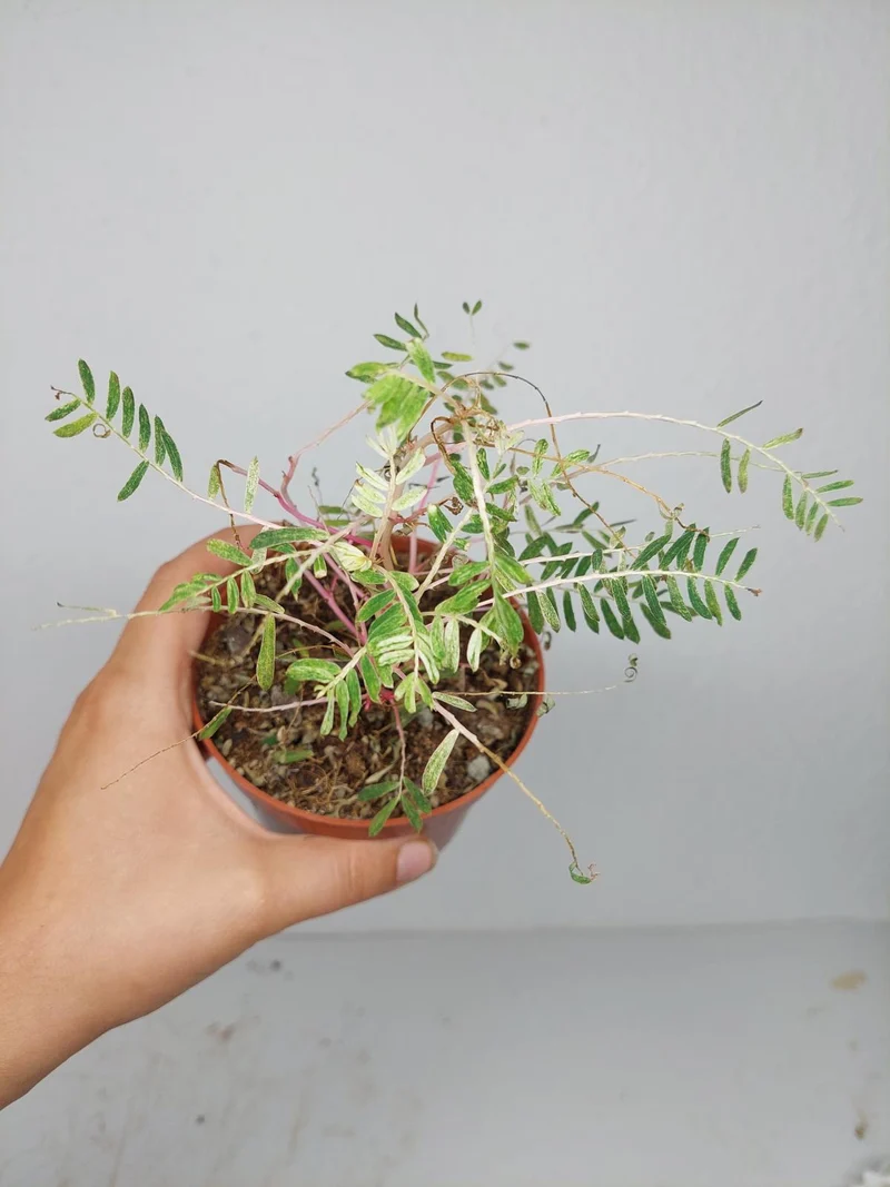 Sad Plants
