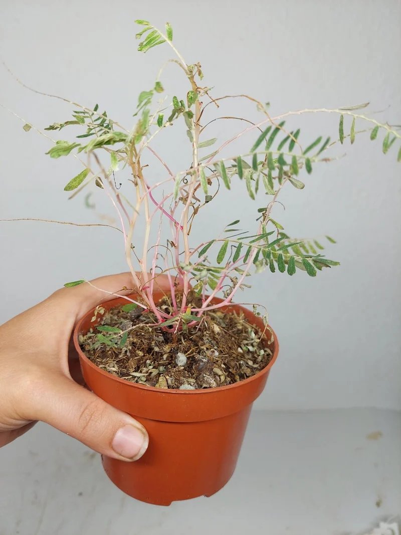 Sad Plants