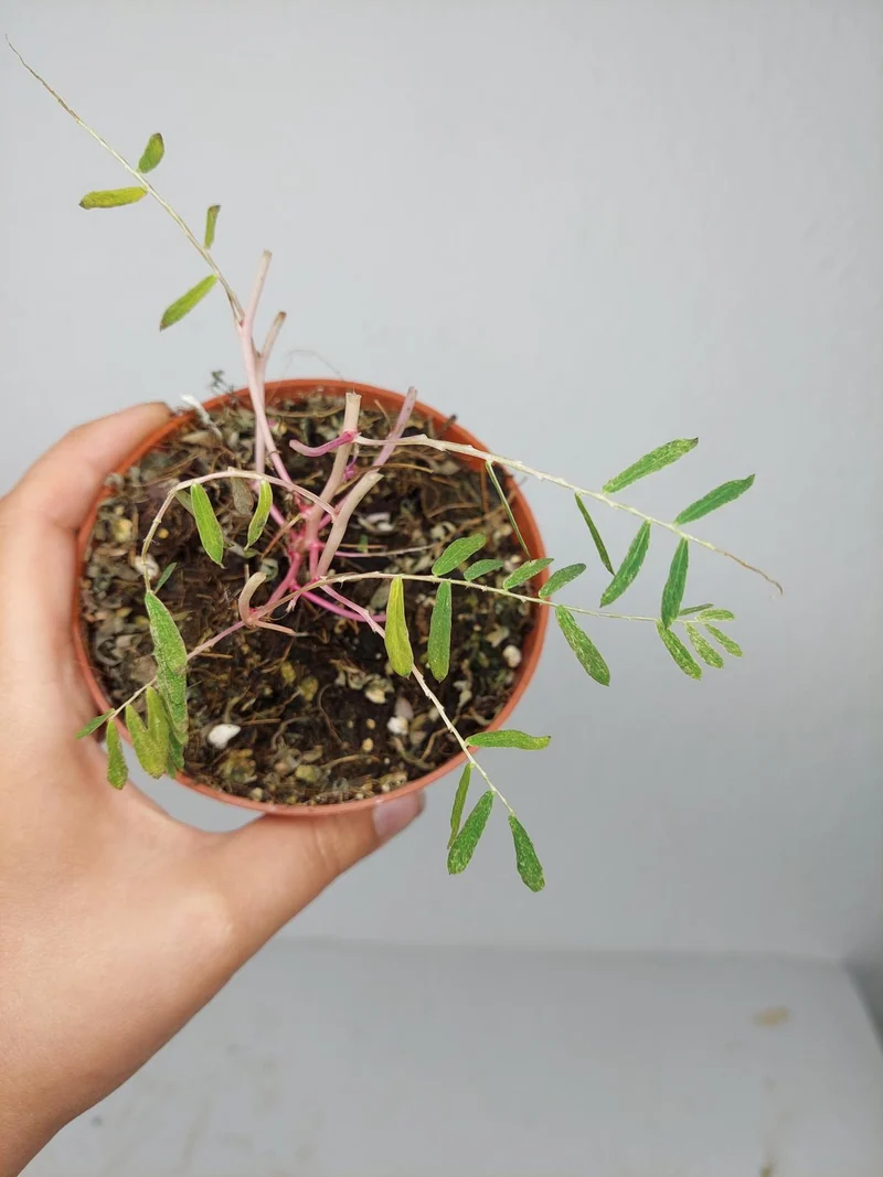 Sad Plants