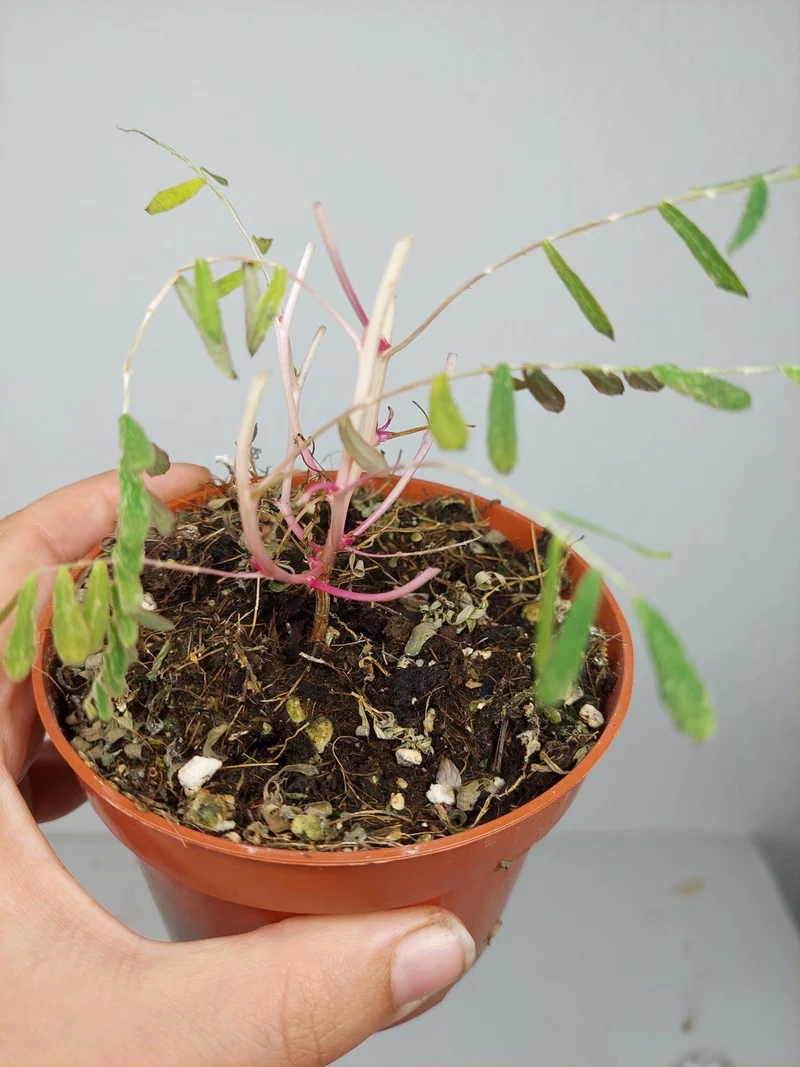 Sad Plants