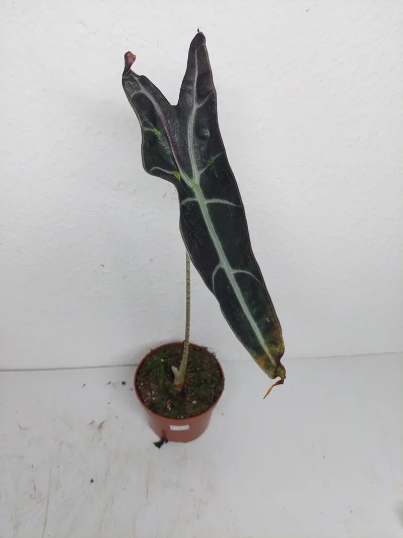 Sad Plants