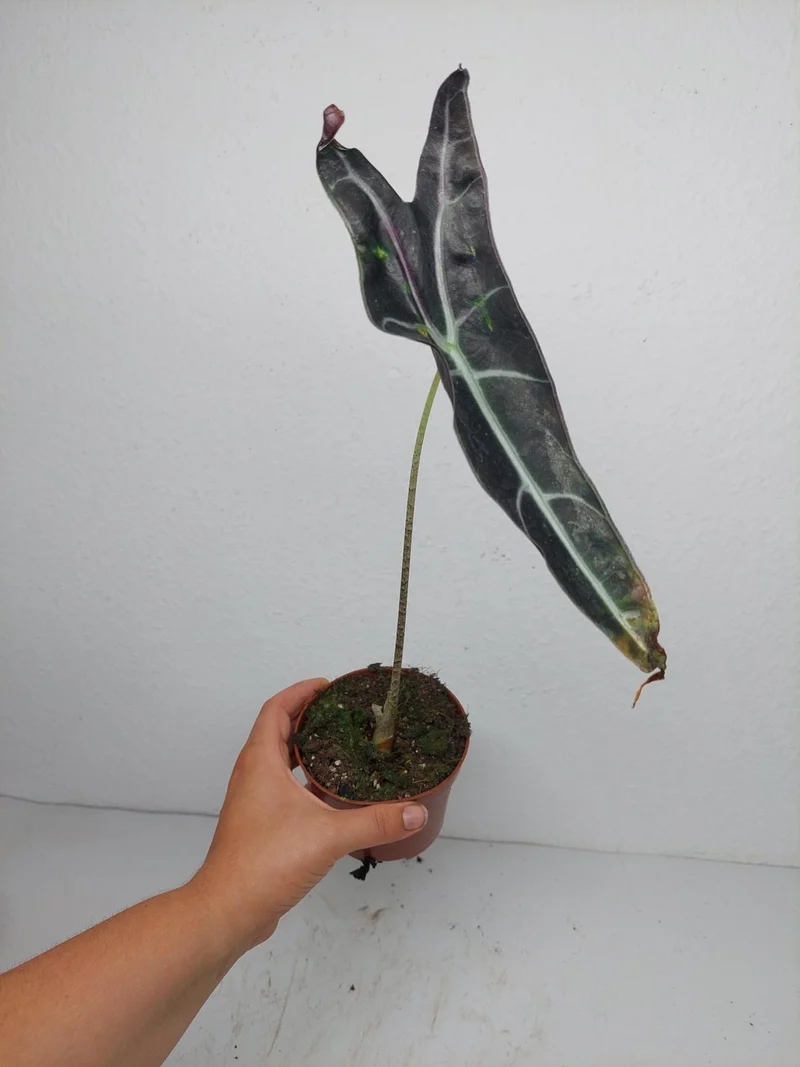 Sad Plants