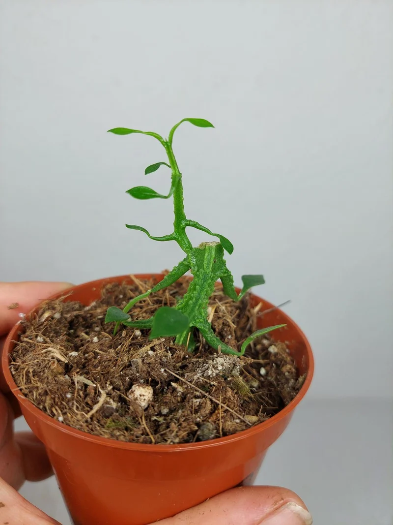 Sad Plants
