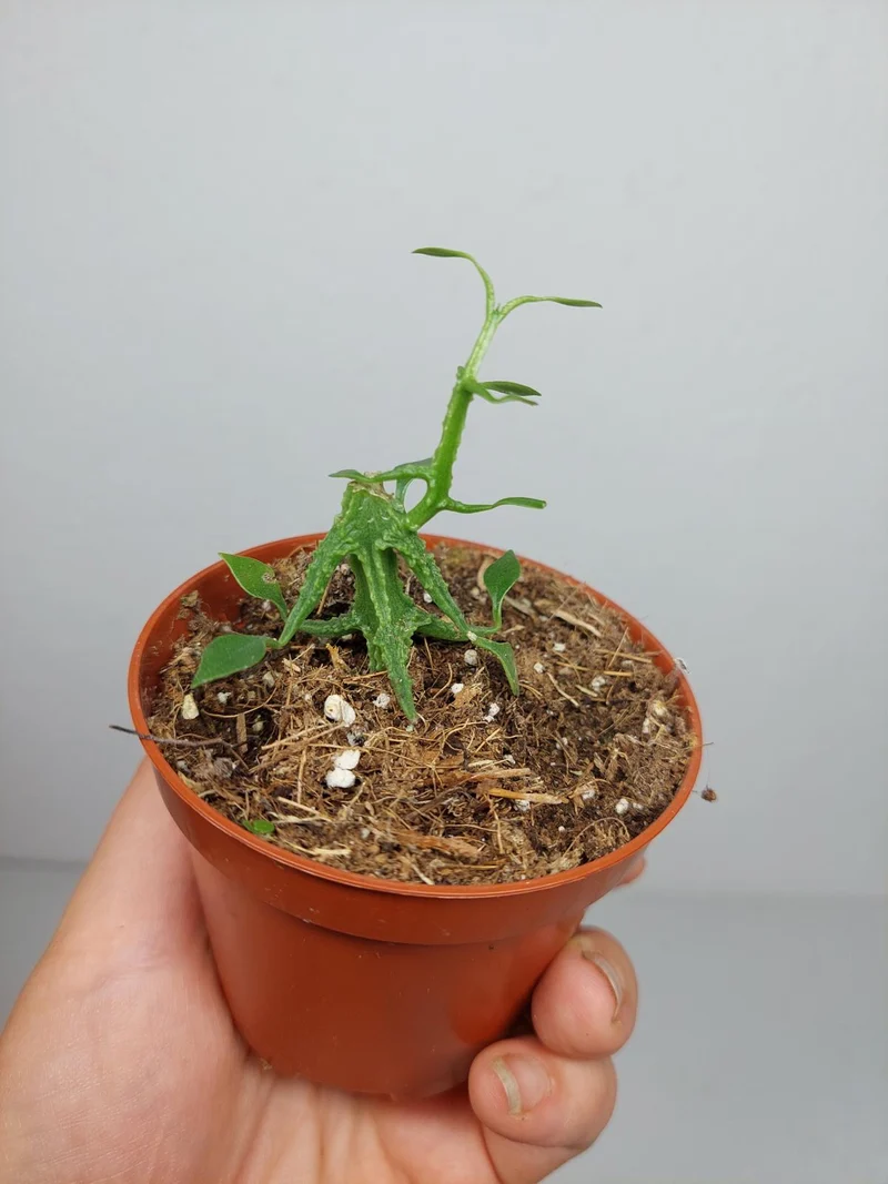Sad Plants