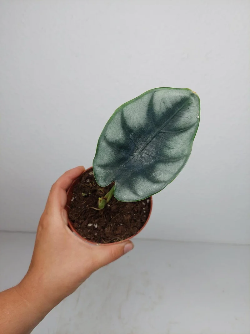 Sad Plants