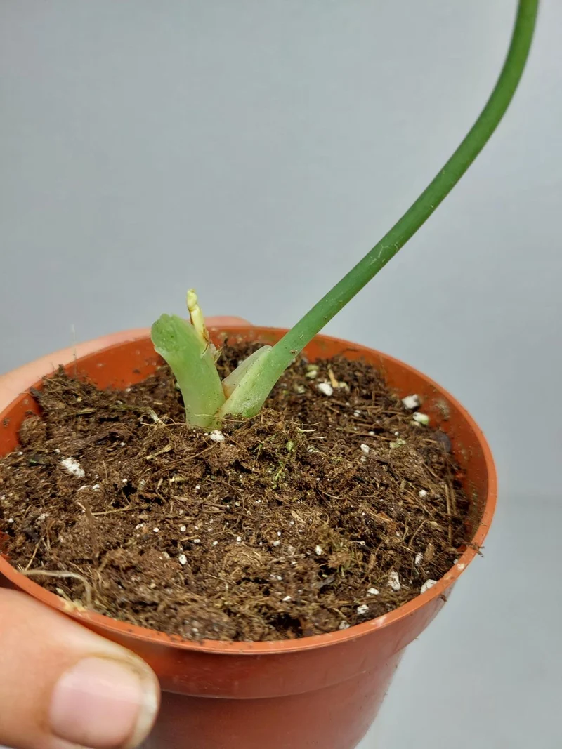 Sad Plants