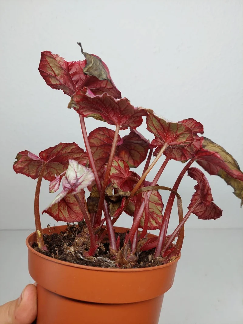 Sad Plants