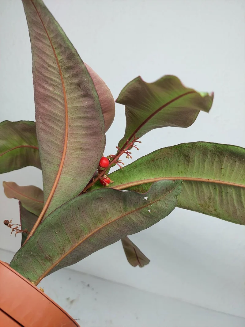 Sad Plants