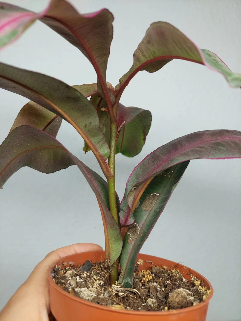 Sad Plants