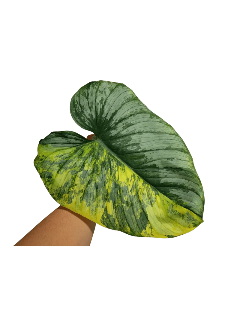 Philodendron Mamei Aurea Steckling