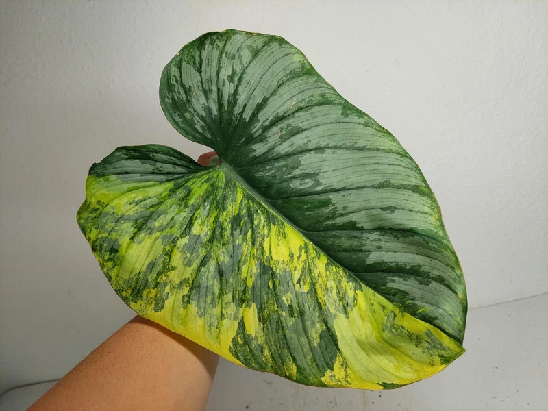 Philodendron Mamei Aurea Steckling
