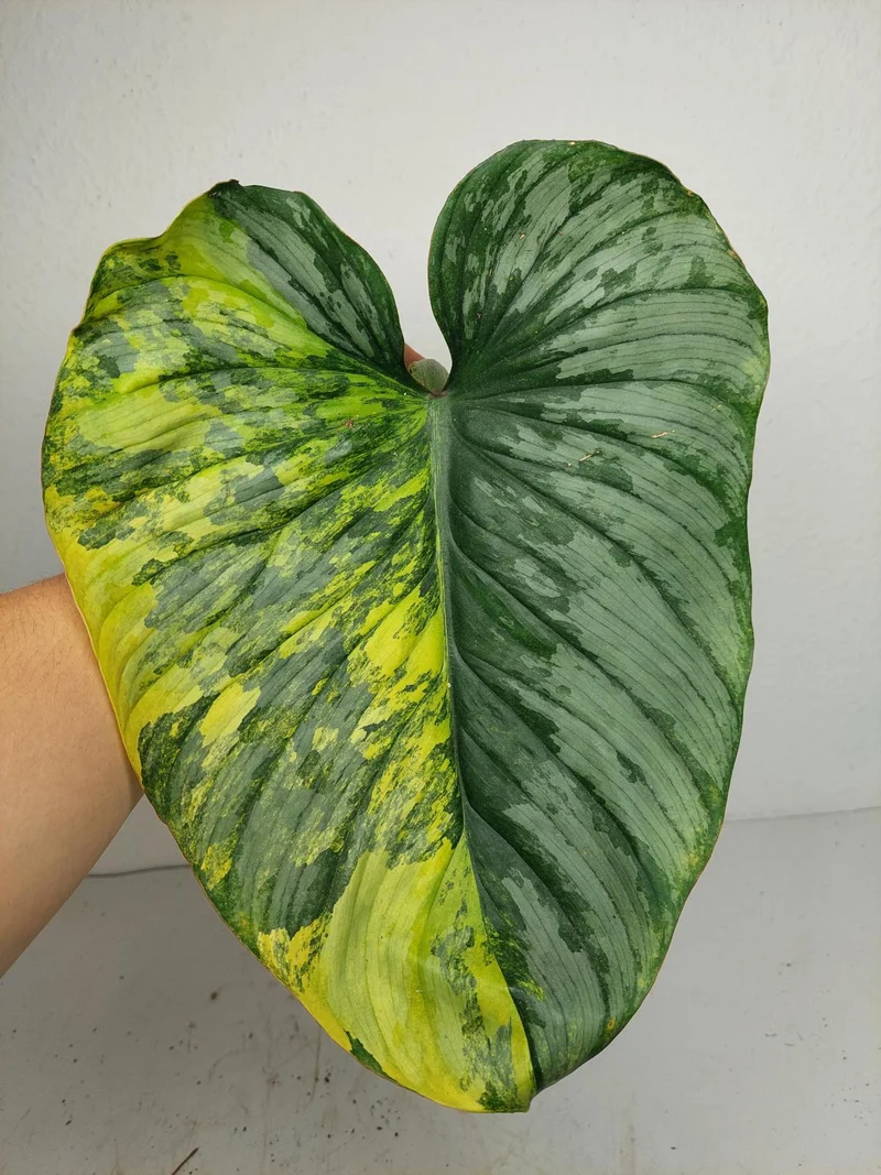 Philodendron Mamei Aurea Steckling