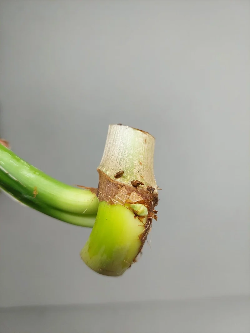 Philodendron Mamei Aurea Steckling
