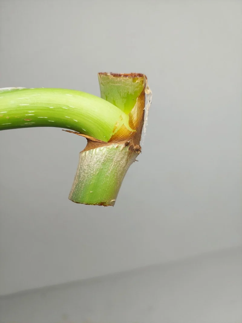 Philodendron Mamei Aurea Steckling