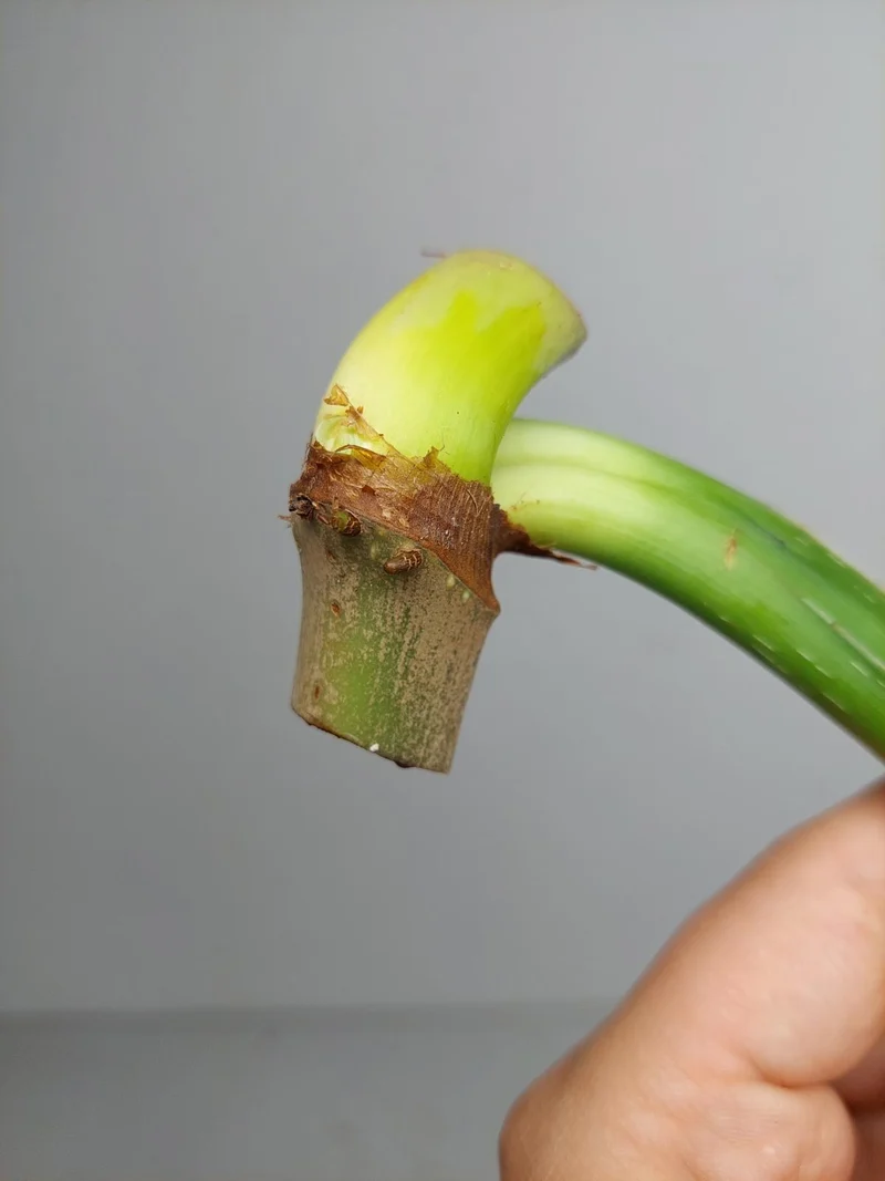 Philodendron Mamei Aurea Steckling