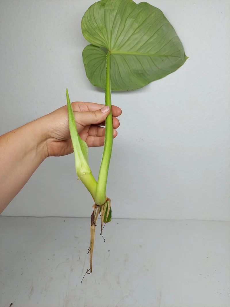 Philodendron Mamei Aurea Steckling